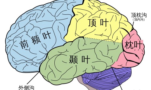 三肾丸有副作用吗网 - 为你提供三肾丸效果明显吗、三肾丸有副作用吗可以经常吃吗
